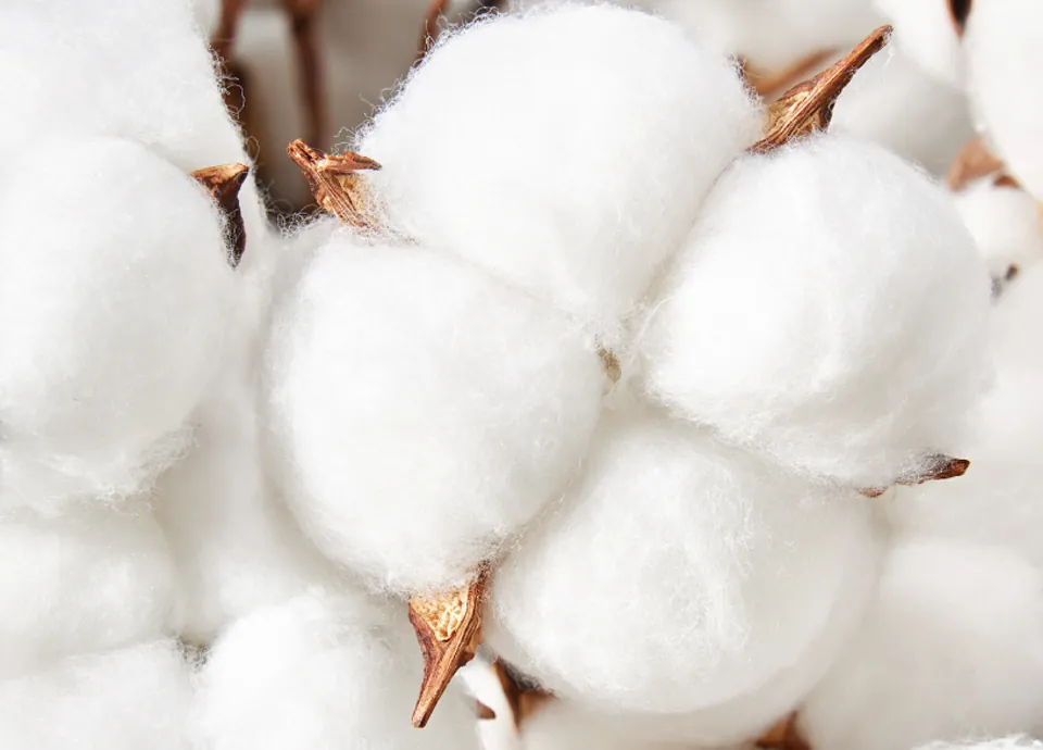 cotton